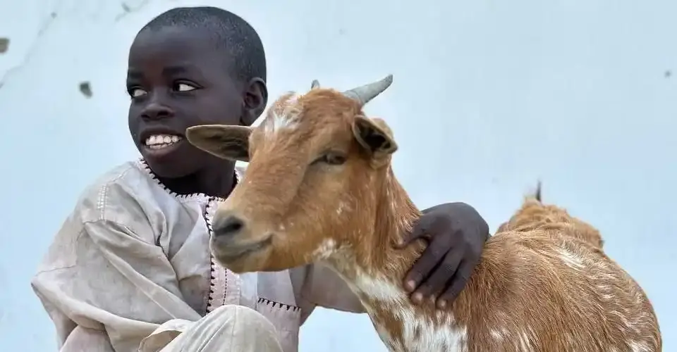 'akika kurbanı nedir?' başlığı için bir kurbanlık hayvan ve ona sarılan Afrikalı çocuk.