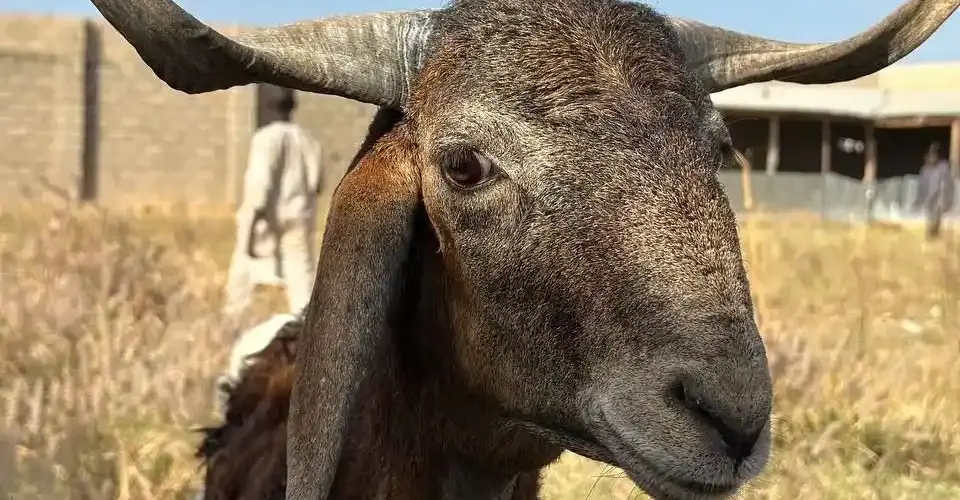'şifa kurbanı nedir?' başlığı için bir kurbanlık hayvan.